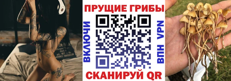 Псилоцибиновые грибы Psilocybine cubensis omg сайт Удомля наркота